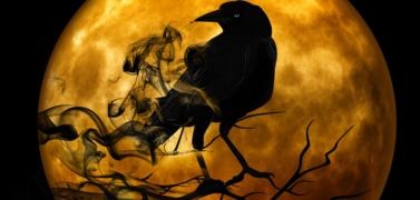 A black raven is sitting on the branch on a full moon's night