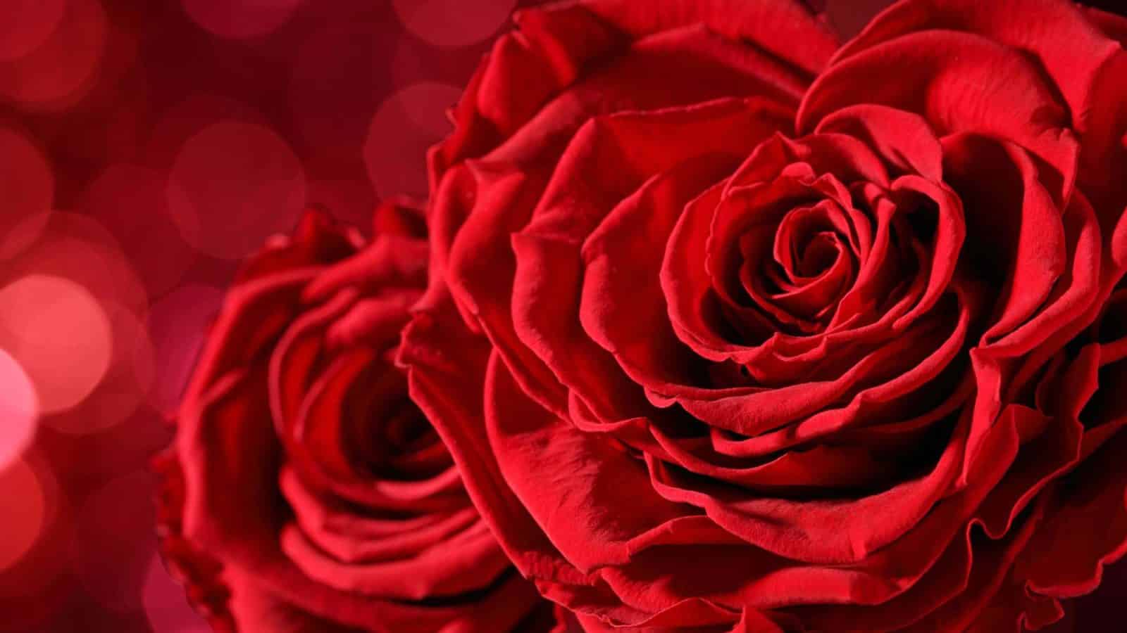 Close-up of red roses against a red blurred background