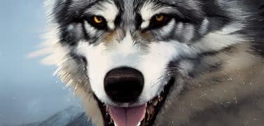 Wolf-dog