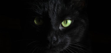 Creepy Black Cat at Halloween